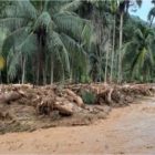 Banjir Bandang Pasaman, 1 Orang Tewas Tertimbun