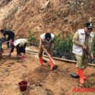 Lereng Bukit Sugar Ditanami Akar Wangi