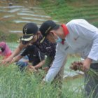 Pemdes Kubang Tangah Kembangkan Bawang Merah, Sudah 2 Dusun Yang Panen Perdana