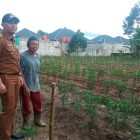 Turunkan Inflasi Daerah, Lurah Koto Tangah Ajak Warga Menanam Cabe